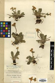 Type specimen at Edinburgh (E). Forrest, George: 2166. Barcode: E00438763.