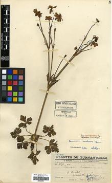 Type specimen at Edinburgh (E). Maire, Edouard-Ernest: 390. Barcode: E00438764.