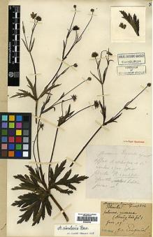 Type specimen at Edinburgh (E). Esquirol, Joseph: 1534. Barcode: E00438765.