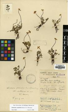 Type specimen at Edinburgh (E). Forrest, George: 13018. Barcode: E00438772.