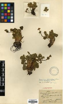 Type specimen at Edinburgh (E). Maire, Edouard-Ernest: . Barcode: E00438774.