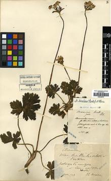 Type specimen at Edinburgh (E). Maire, Edouard-Ernest: . Barcode: E00438781.