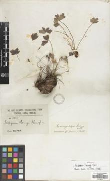Type specimen at Edinburgh (E). Henry, Augustine: 3820. Barcode: E00438783.