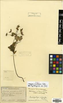 Type specimen at Edinburgh (E). Faurie, Urbain: 1724. Barcode: E00438787.