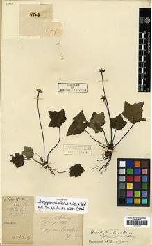 Type specimen at Edinburgh (E). Cavalerie, Pierre: 1345. Barcode: E00438797.