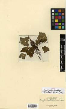 Type specimen at Edinburgh (E). Cavalerie, Pierre: 1345. Barcode: E00438798.