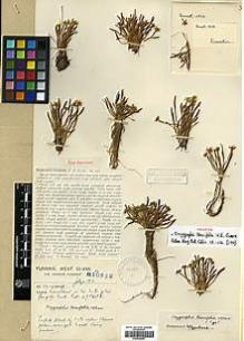 Type specimen at Edinburgh (E). Forrest, George: 10632. Barcode: E00438800.