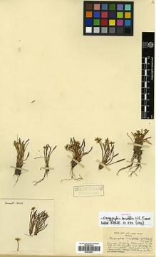 Type specimen at Edinburgh (E). Forrest, George: 10632. Barcode: E00438801.