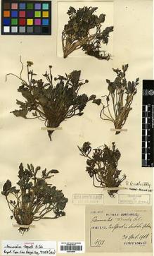 Type specimen at Edinburgh (E). Taquet, Emile: 4551. Barcode: E00438805.