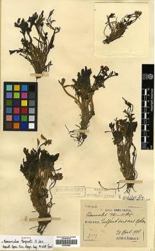 Type specimen at Edinburgh (E). Taquet, Emile: 4552. Barcode: E00438806.