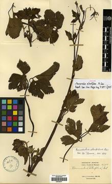 Type specimen at Edinburgh (E). Cavalerie, Pierre: 2792. Barcode: E00438811.