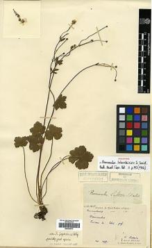 Type specimen at Edinburgh (E). Laborde, J.; Bodinier, Emile: . Barcode: E00438813.