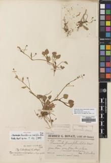 Type specimen at Edinburgh (E). Ducloux, Francois: 600. Barcode: E00438818.
