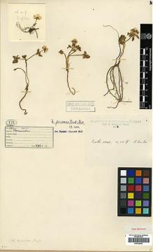 Type specimen at Edinburgh (E). Kingdon-Ward, Francis: 972. Barcode: E00438822.