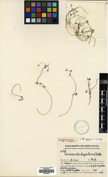Type specimen at Edinburgh (E). Handel-Mazzetti, Heinrich: 4526. Barcode: E00438828.
