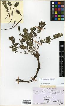 Type specimen at Edinburgh (E). Stainton, John: 5508. Barcode: E00438831.