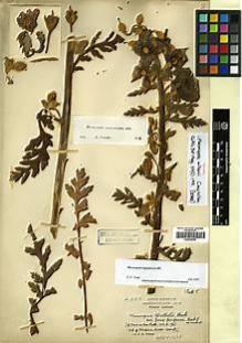 Type specimen at Edinburgh (E). Wilson, Ernest: 1152. Barcode: E00438835.