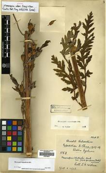 Type specimen at Edinburgh (E). Wilson, Ernest: 1152. Barcode: E00438836.