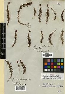 Type specimen at Edinburgh (E). Wallich, Nathaniel: 442A. Barcode: E00438838.