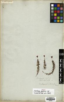 Type specimen at Edinburgh (E). Wallich, Nathaniel: 442A. Barcode: E00438839.