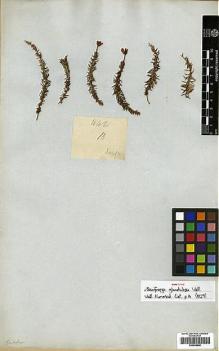 Type specimen at Edinburgh (E). Wallich, Nathaniel: 442B. Barcode: E00438840.