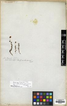 Type specimen at Edinburgh (E). Wallich, Nathaniel: 447. Barcode: E00438841.
