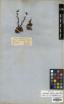 Type specimen at Edinburgh (E). Hooker, Joseph: . Barcode: E00438843.
