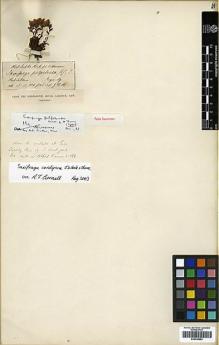 Type specimen at Edinburgh (E). Hooker, Joseph: . Barcode: E00438853.