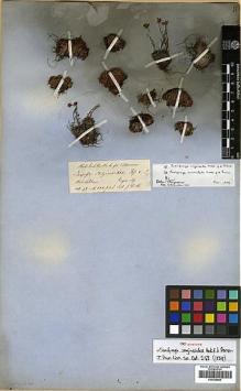 Type specimen at Edinburgh (E). Hooker, Joseph: . Barcode: E00438855.