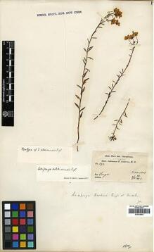 Type specimen at Edinburgh (E). Anderson, T.: 593. Barcode: E00438865.