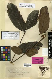 Type specimen at Edinburgh (E). Elmer, Adolph: 11929. Barcode: E00438866.