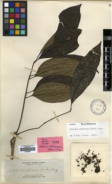 Type specimen at Edinburgh (E). Elmer, Adolph: 10531. Barcode: E00438867.