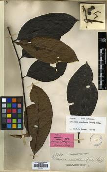 Type specimen at Edinburgh (E). Elmer, Adolph: 13771. Barcode: E00438869.