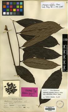 Type specimen at Edinburgh (E). Elmer, Adolph: 9132. Barcode: E00438870.