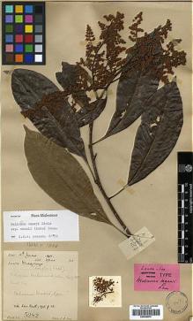 Type specimen at Edinburgh (E). Lace, John: 5282. Barcode: E00438874.