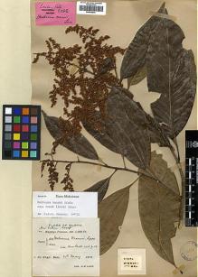 Type specimen at Edinburgh (E). Lace, John: 5282. Barcode: E00438875.