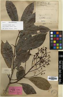 Type specimen at Edinburgh (E). Lace, John: 5371. Barcode: E00438876.