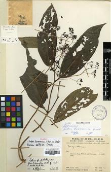 Type specimen at Edinburgh (E). Keenan, Jimmy; Aung, U.; Hla, U Tha: 3946. Barcode: E00438877.
