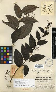 Type specimen at Edinburgh (E). Kingdon-Ward, Francis: 1955. Barcode: E00438879.