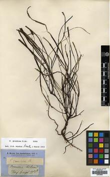 Type specimen at Edinburgh (E). Brown, Robert: . Barcode: E00438886.