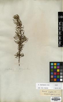 Type specimen at Edinburgh (E). Fraser, Charles: . Barcode: E00438888.