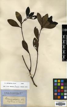 Type specimen at Edinburgh (E). Brown, Robert: . Barcode: E00438889.