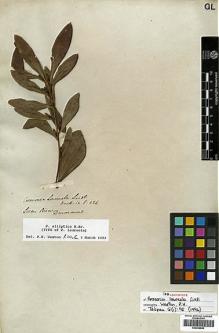 Type specimen at Edinburgh (E). Drummond, James: . Barcode: E00438890.