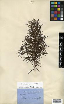 Type specimen at Edinburgh (E). Brown, Robert: . Barcode: E00438895.