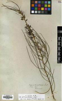 Type specimen at Edinburgh (E). Drummond, James: . Barcode: E00438900.