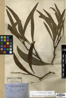 Type specimen at Edinburgh (E). Brown, Robert: . Barcode: E00438905.