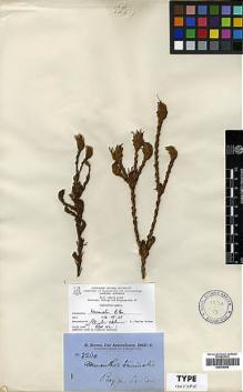 Type specimen at Edinburgh (E). Brown, Robert: . Barcode: E00438908.