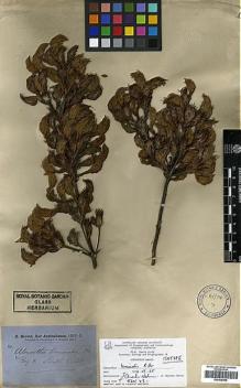Type specimen at Edinburgh (E). Brown, Robert: . Barcode: E00438909.