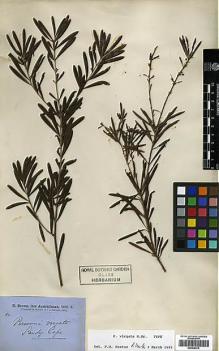 Type specimen at Edinburgh (E). Brown, Robert: . Barcode: E00438915.