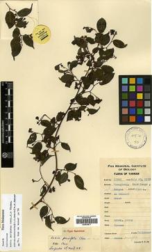 Type specimen at Edinburgh (E). Yu, Tse-tsun: 17082. Barcode: E00438917.